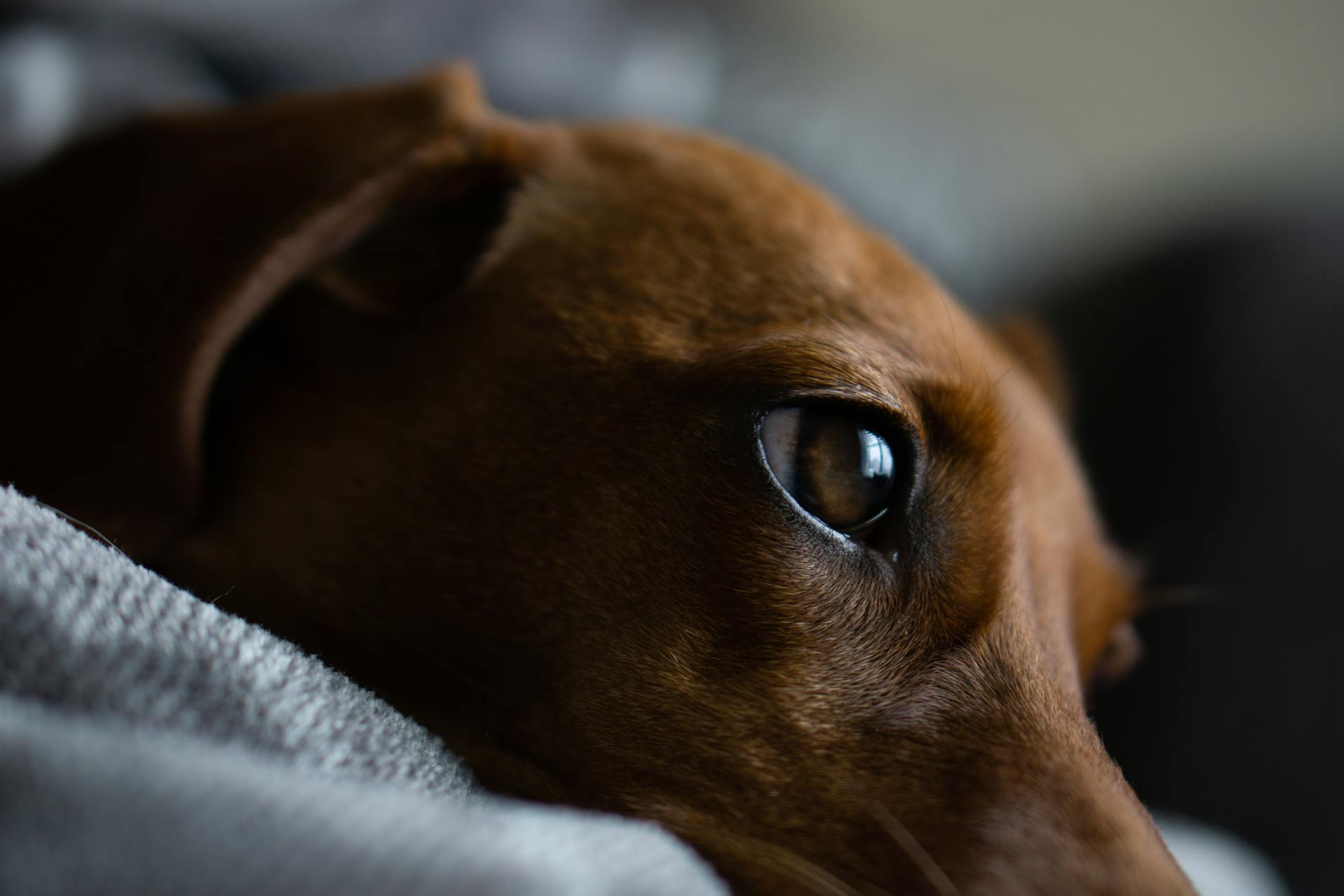 Close-up Shot of a Dog