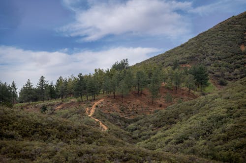 Fotos de stock gratuitas de arboles, bosque, naturaleza