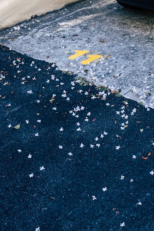 Foto profissional grátis de 11, estacionamento, flores