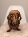Brown dachshund with faithful eyes