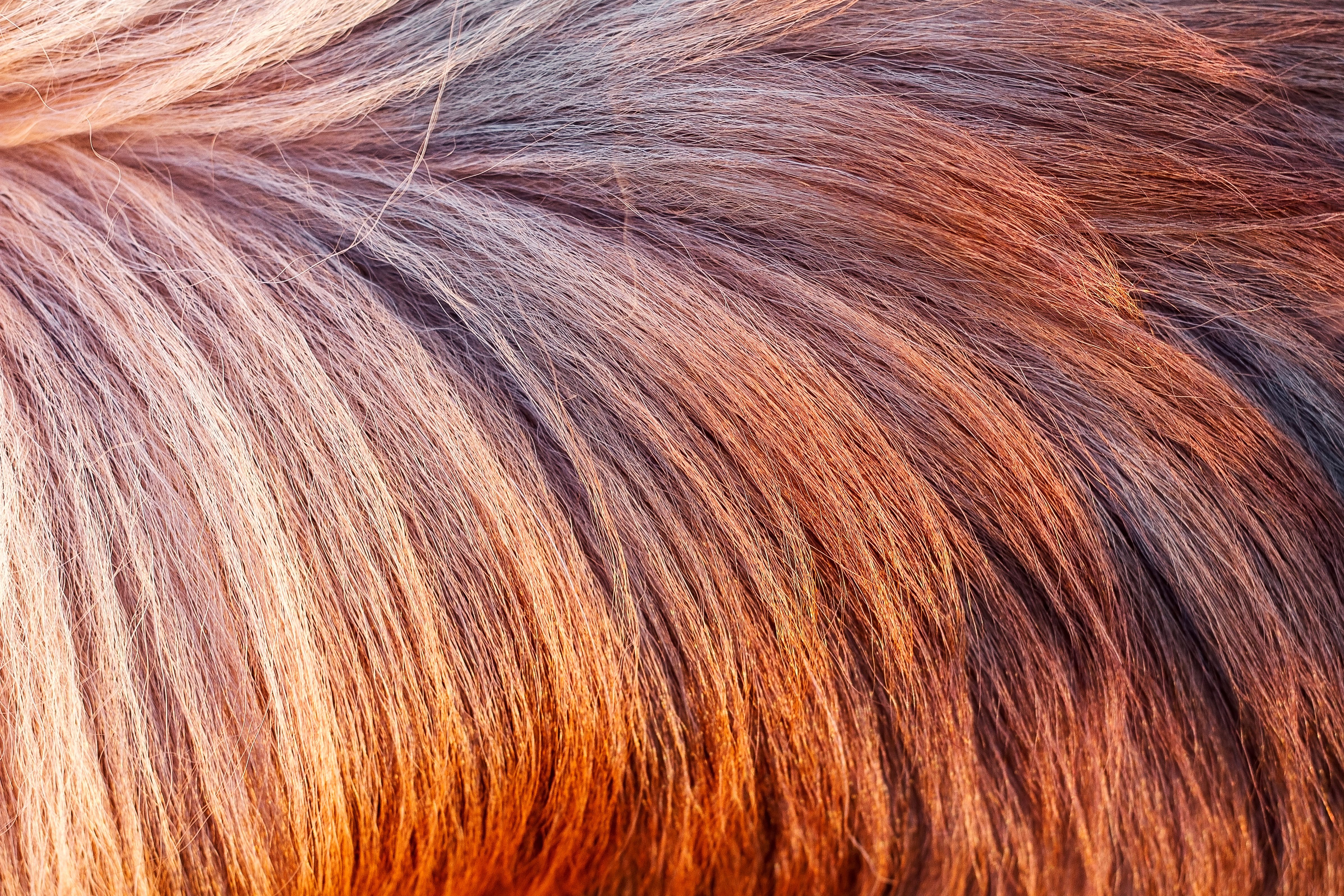 close-up texture hair types 3a to 4c comparison