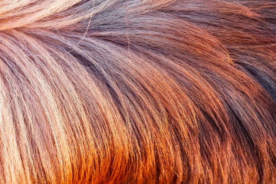 Macro detail of brown and blonde animal fur. Photo by Henrikas Mackevicius on Pexels