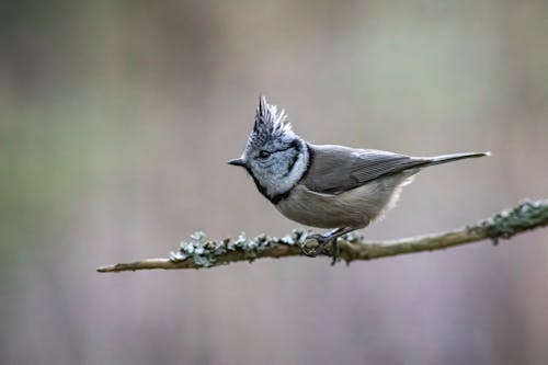 Free A European Crested Tit Perched on a Stem Stock Photo