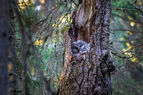 Free A Ural owl peacefully resting in a tree hollow within a lush forest setting. Stock Photo