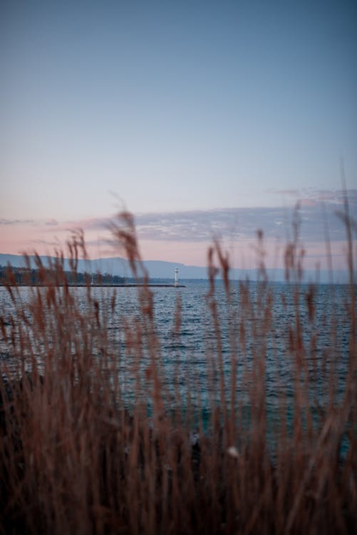 Brown Grass Near Body of Water