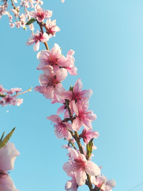 Free Close-up of pink blossoms on a tree branch with a clear blue sky, captured in spring. Stock Photo