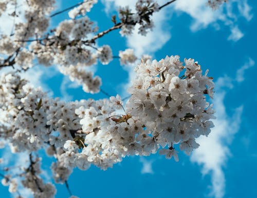 Fotos de stock gratuitas de al aire libre, árbol, blanco