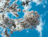 春天，樱花在蔚蓝的天空下盛开，令人惊叹
