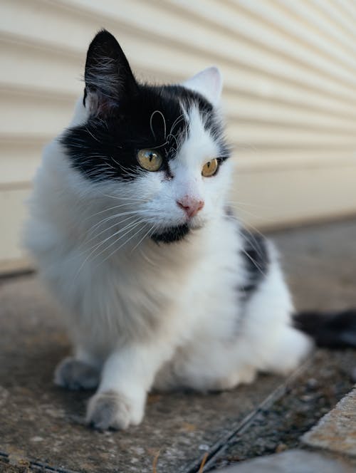 Tuxedo Cat Sitting on Ground