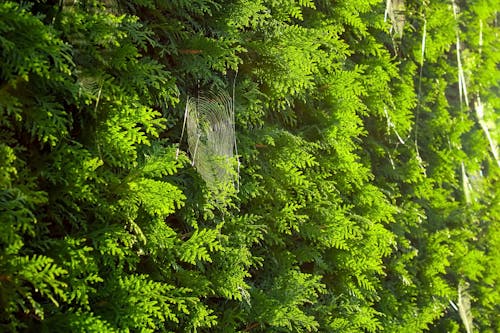 Безкоштовне стокове фото на тему «вродлива, дерево, зелений»