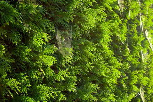 Green Leaf Tree