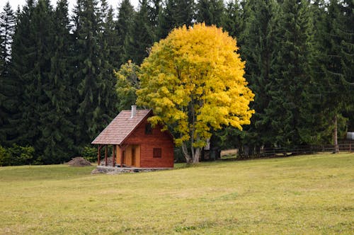 Brown Wooden House Near Yellow Leaf Tree