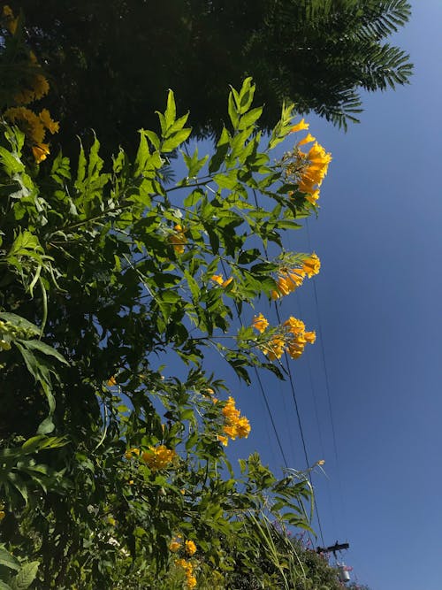 Free stock photo of blue sky, flowers, green Stock Photo