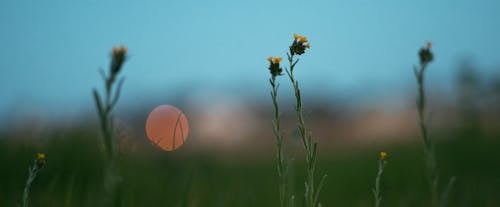 Foto stok gratis bidang, bunga-bunga, gelanggang