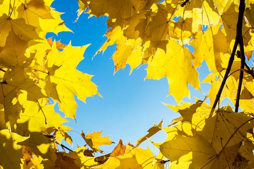 Yellow Maple Leaves Under Blue Sky