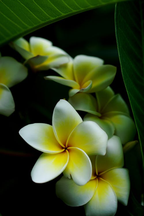 White and Yellow Flowers in Close Up Photography