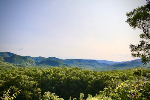 Free Green Trees on Mountain Under White Sky Stock Photo
