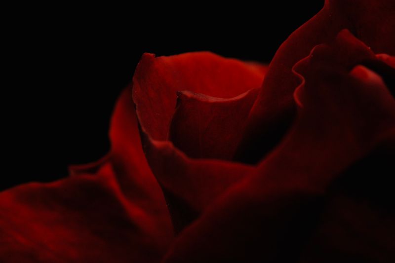 rose rouge fond noir sombre sensuel — parfum oriental femme Sapos Parfums