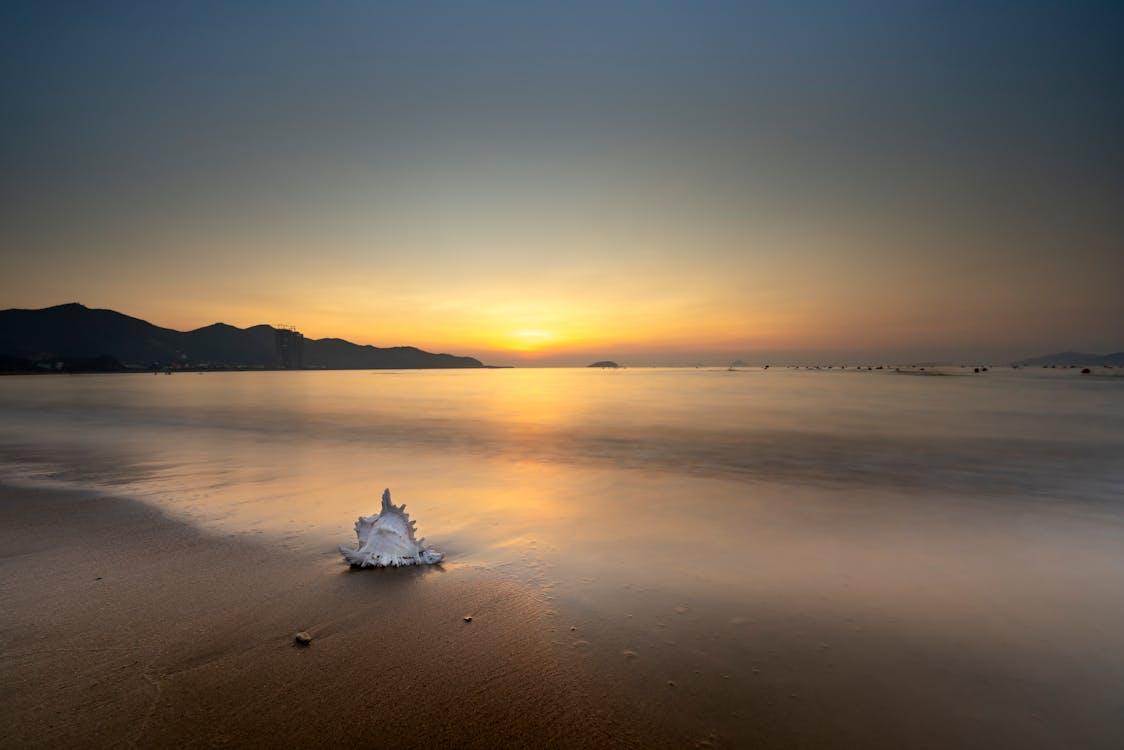 White Seashell on Sea during Sunset