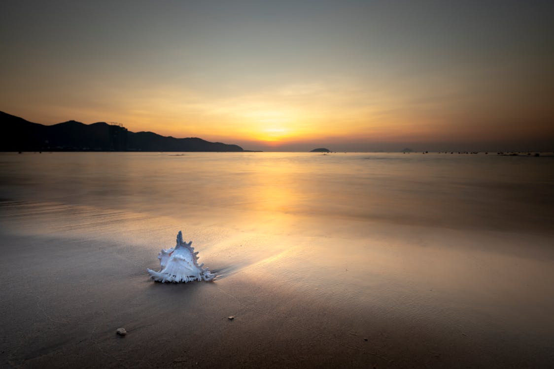White Seashell on Sea during Sunset