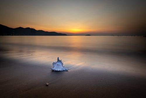 White Seashell on Body of Water during Sunset