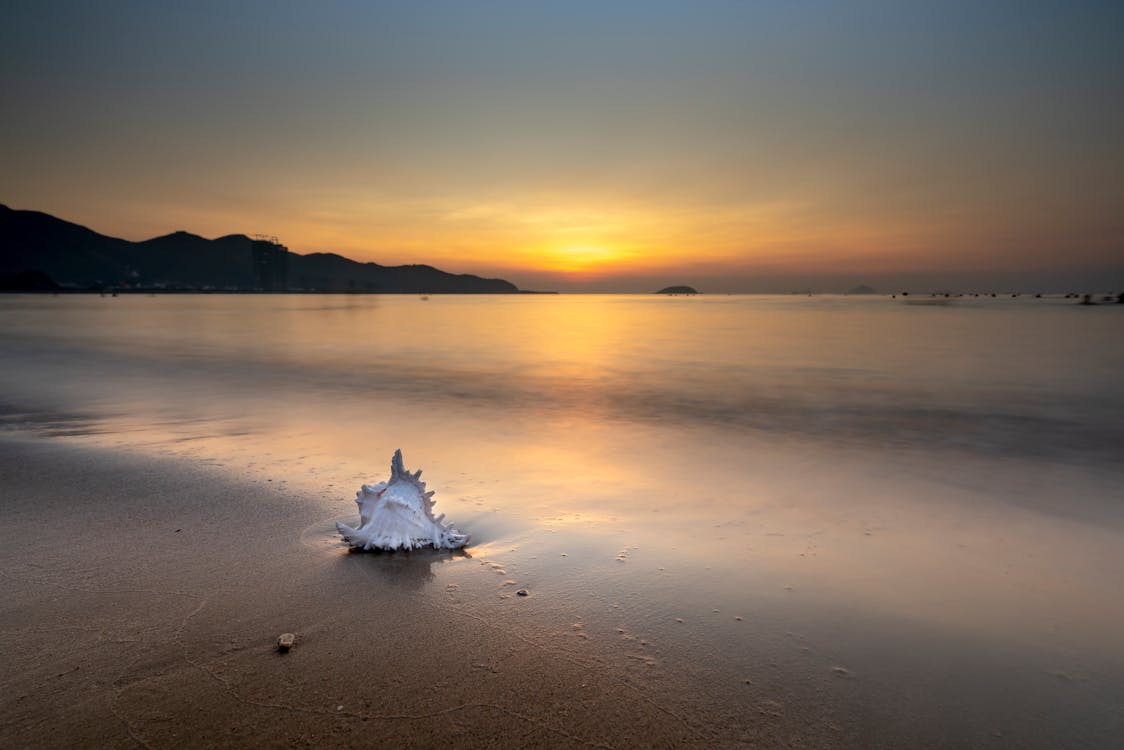 White Seashell on Seashore During Sunset