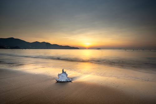 Free Seashell On The Shore During Sunset Stock Photo