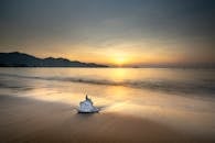 Seashell On The Shore During Sunset