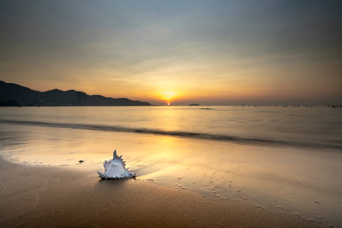 Free White Seashell on Beach during Sunset Stock Photo