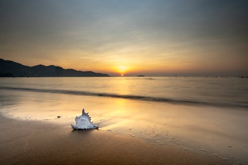 White Seashell on Beach during Sunset