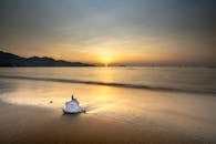 White Seashell on Beach during Sunset