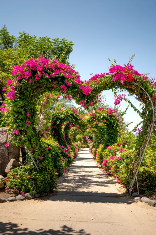 Free Beautiful garden path framed by vibrant blooming arches under a clear summer sky. Stock Photo