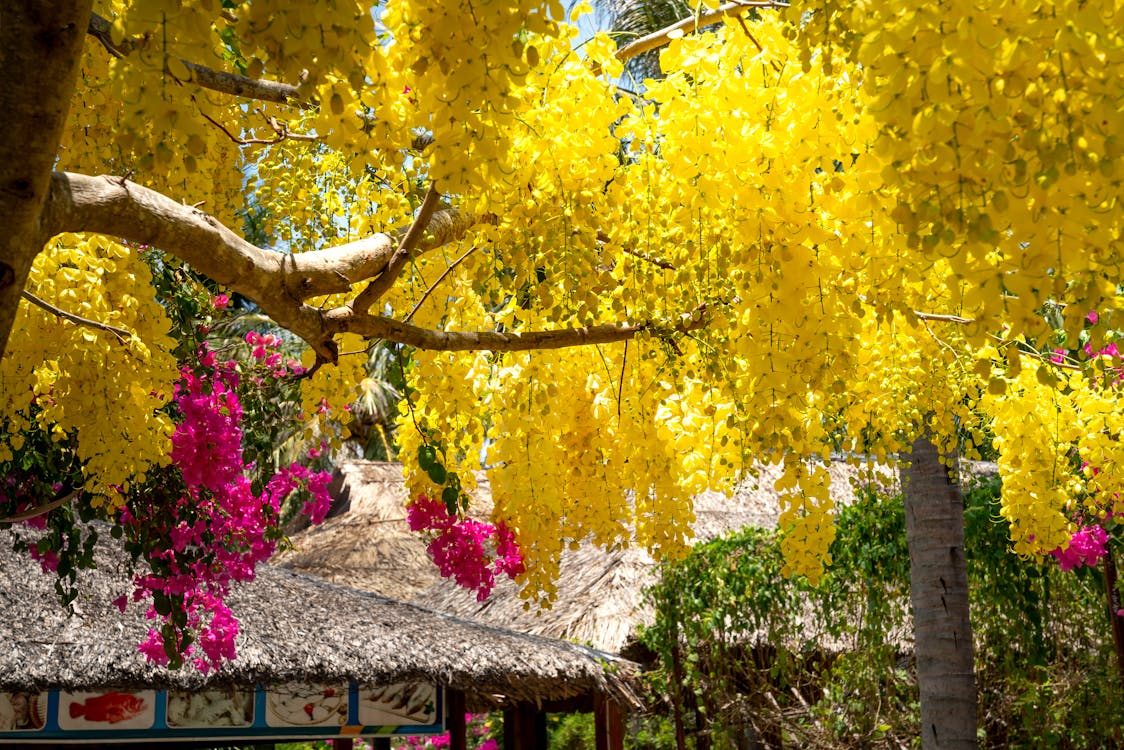 Free Vibrant yellow foliage and pink flowers Stock Photo