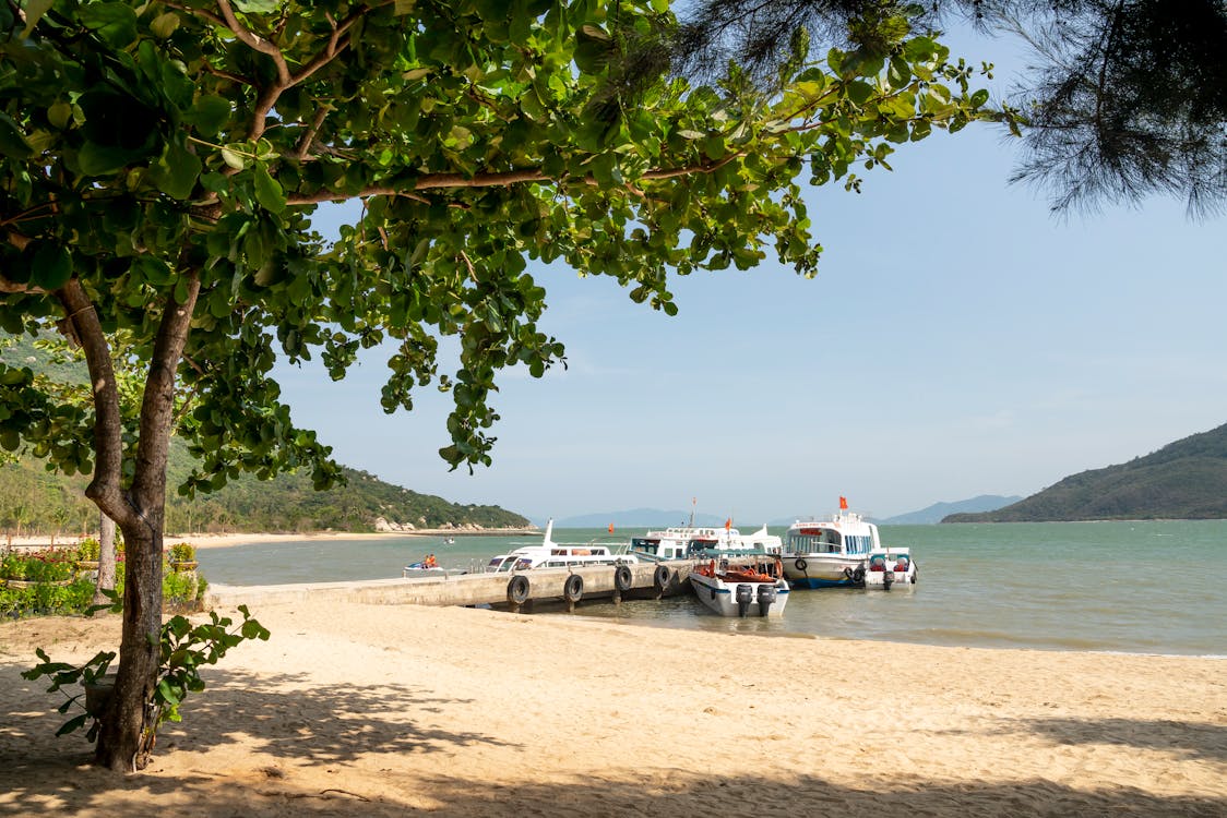 Gratis stockfoto met baai, boom, boten