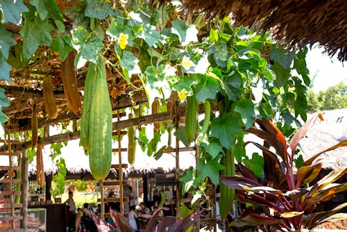 Exotic vegetables hanging from roof of summer cafe