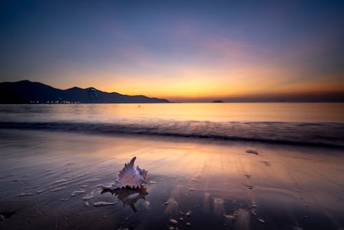 Free White Seashell on Seashore During Sunset Stock Photo