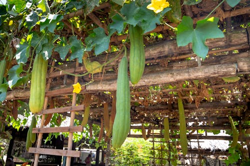Climbing Plant With Green Vegetables