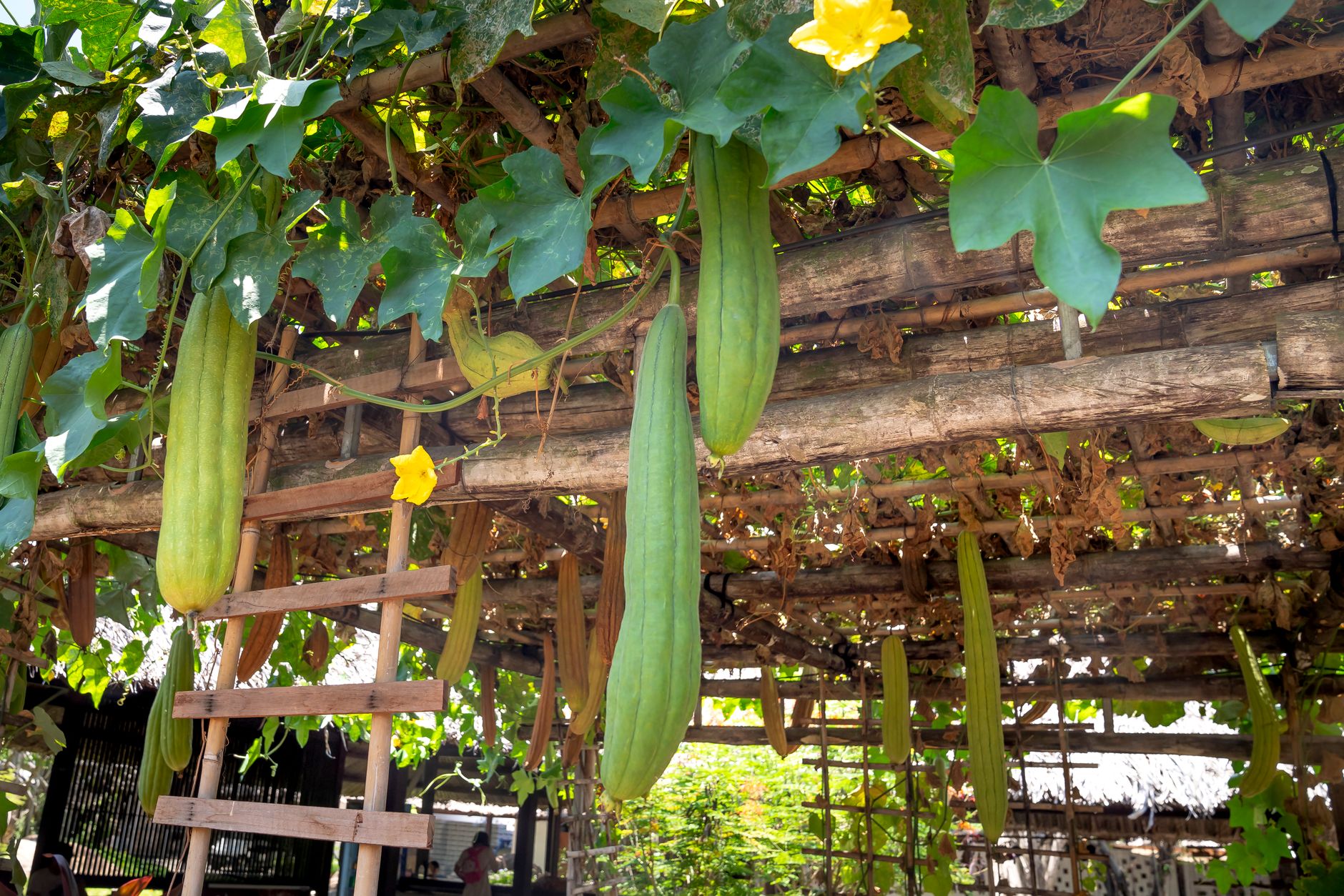 healthy green cucumber vines growing on trellis after recovery