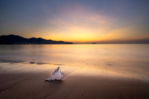 Free White Seashell on Sand Stock Photo