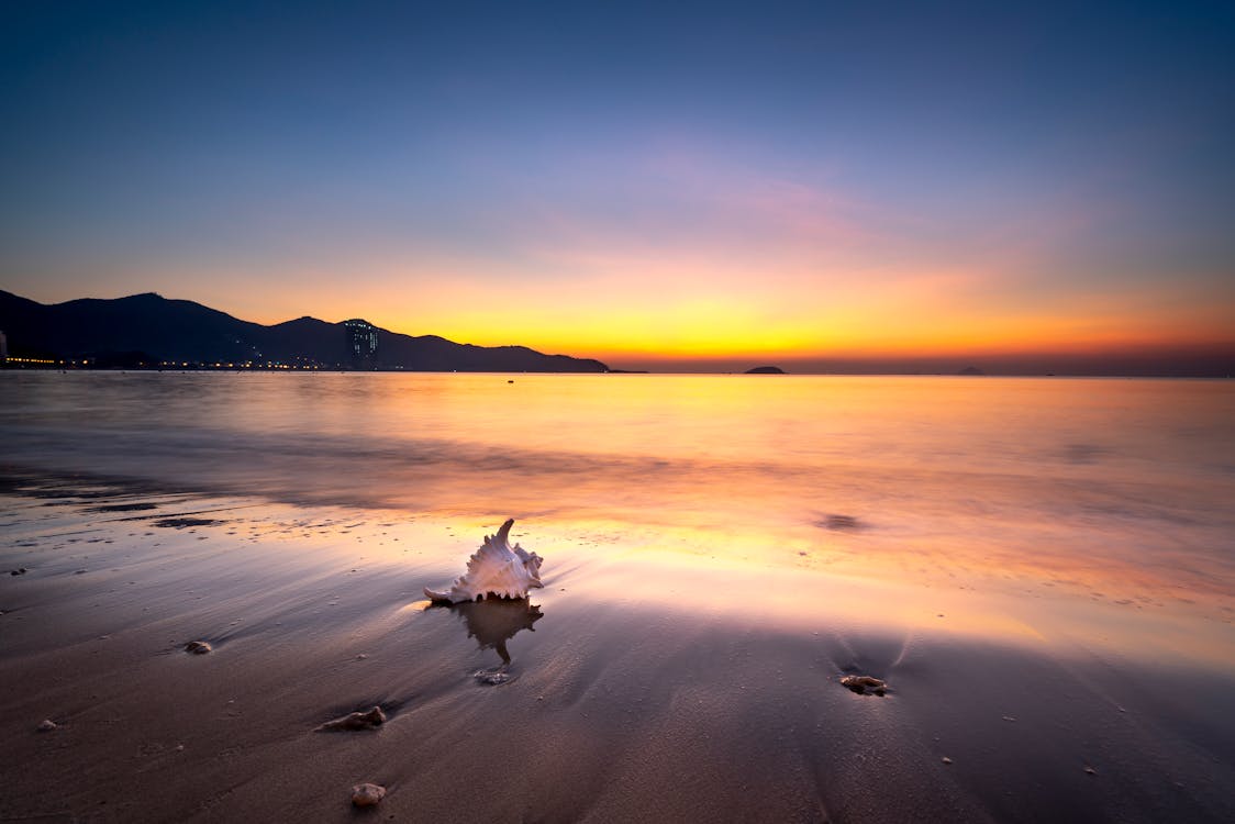 White Seashell on Beach during Sunset