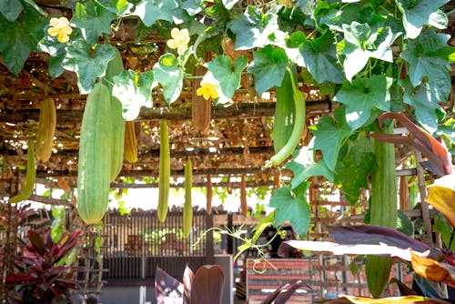 Green lianas growing on roof of terrace with yellow flowers and green long vegetables on sunny summer day