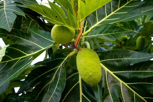 Green Fruit on Tree