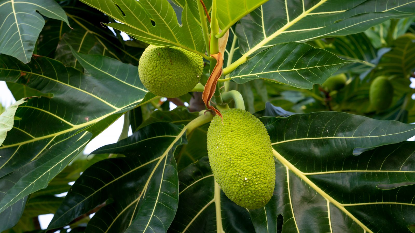 Green fruit on tree, Sao Tome and Principe