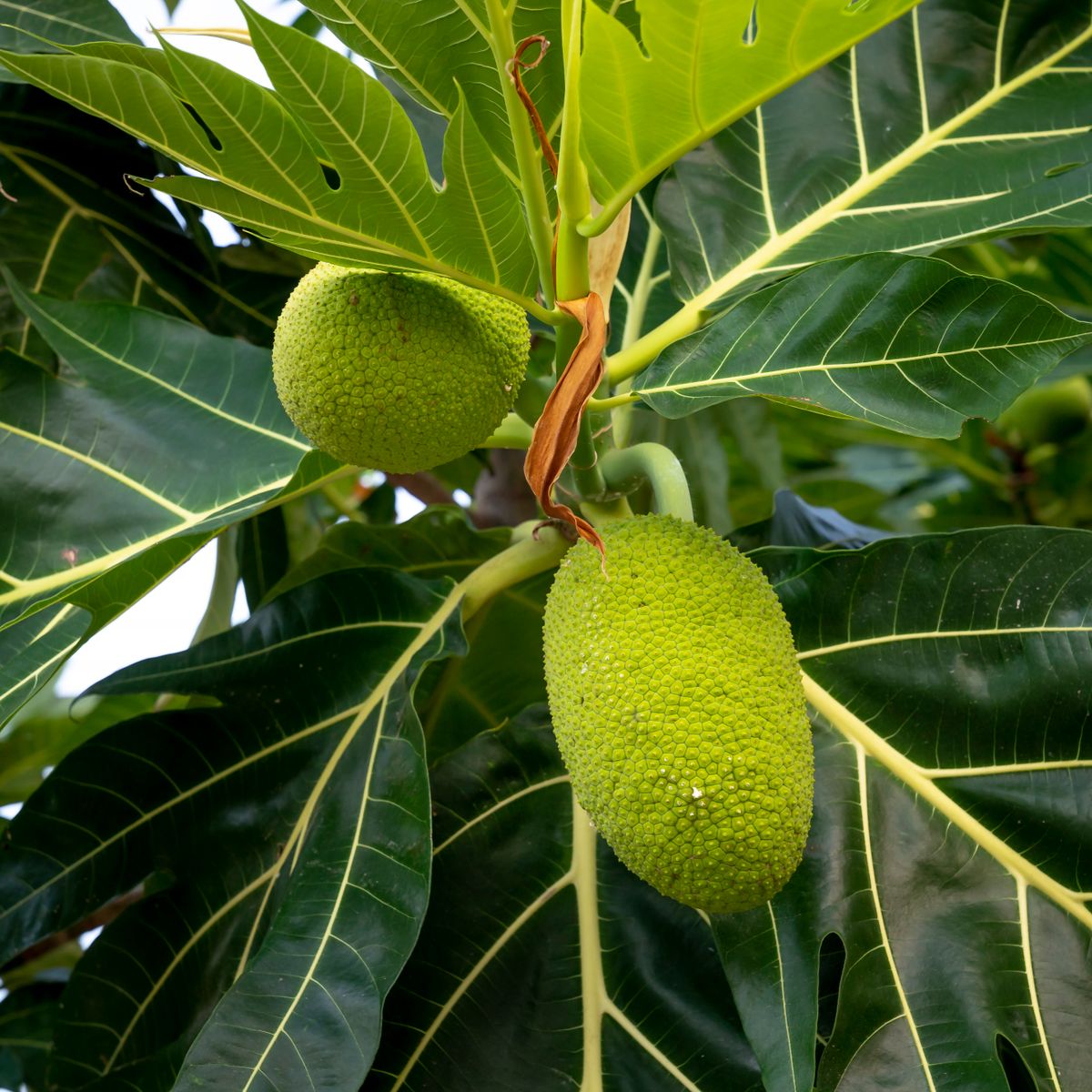 Breadfruit fruit