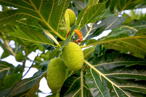 Free Green Fruit on Tree Stock Photo