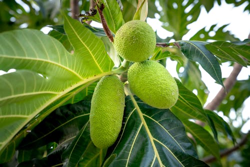 Green Fruits on Tree