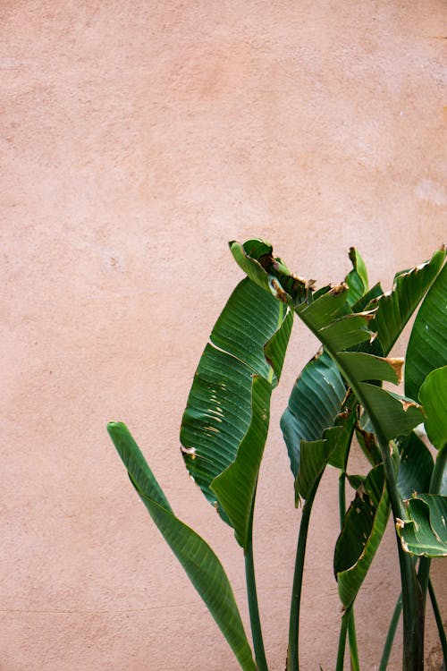 Kostenloses Stock Foto zu bananenbaum, bananenblätter, baum