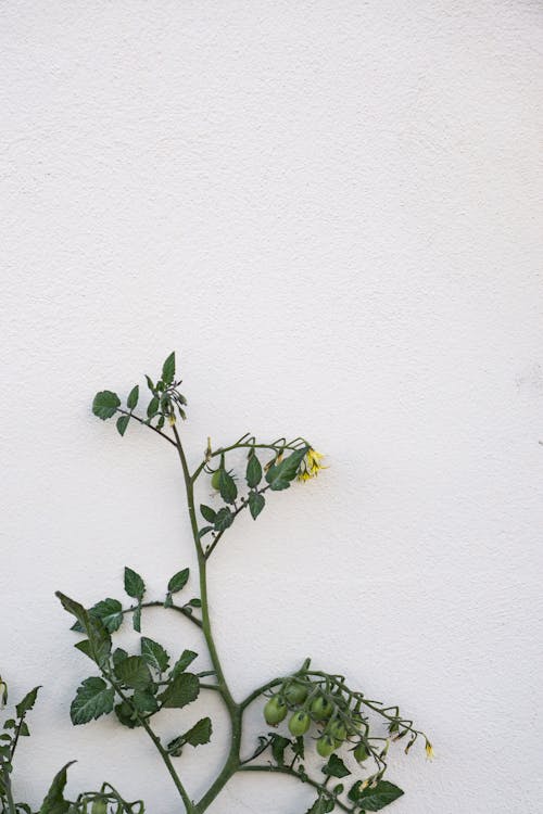 Green Plant Beside White Wall