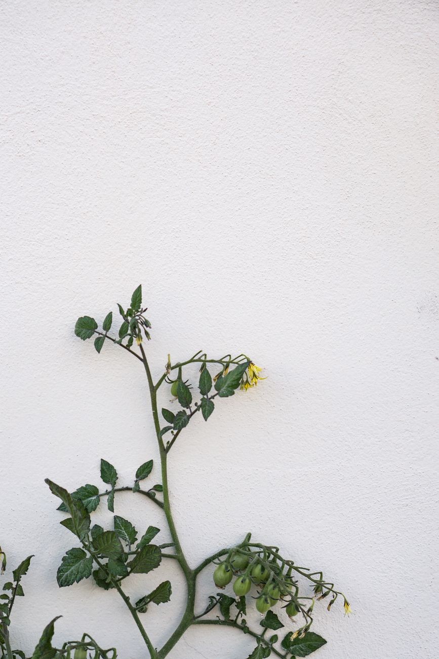 A solitary tomato plant with green leaves and yellow flowers against a bare white wall.