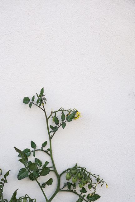 A solitary tomato plant with green leaves and yellow flowers against a bare white wall.